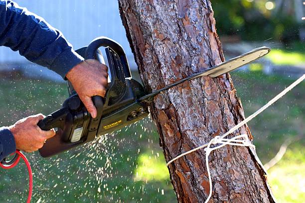 Muskegon Heights, MI Tree Care Company